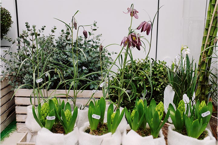 outdoor garden